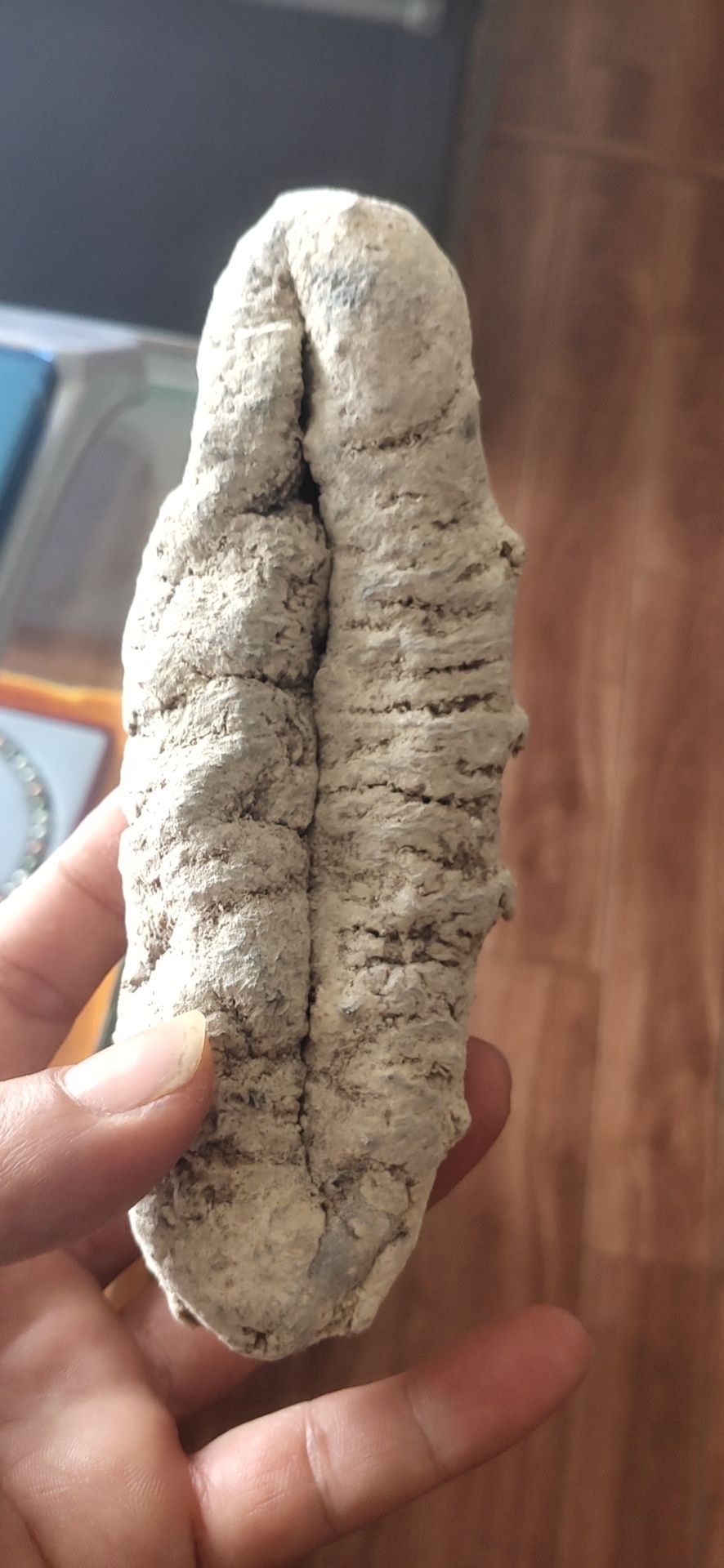 图纹白尼参  冰冻白尼参女人的加油站