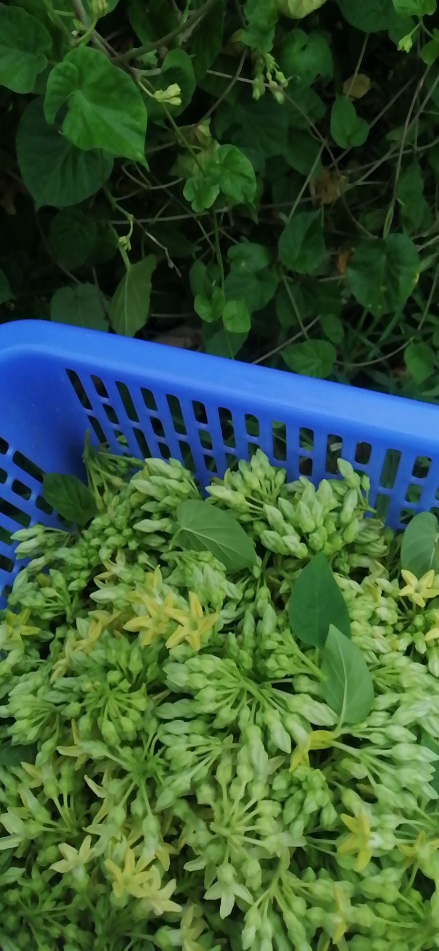 夜香花 精品蔬菜大叶香花，大千里香