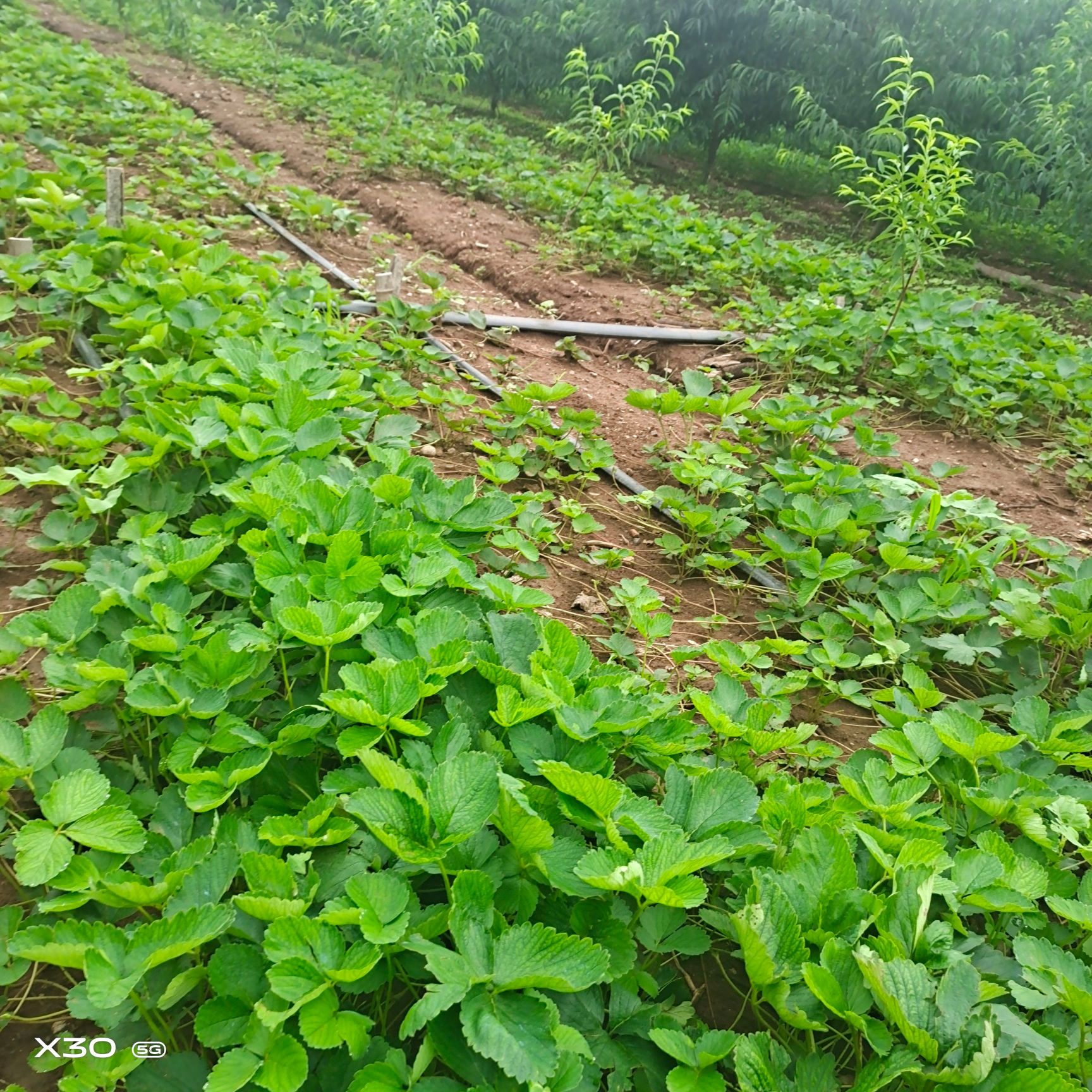 香野草莓苗，甜宝，三叶一心，健壮无病苗。该品种目前不死苗。