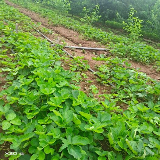 安丘市香野草莓苗，甜宝，三叶一心，健壮无病苗。该品种目前不死苗。