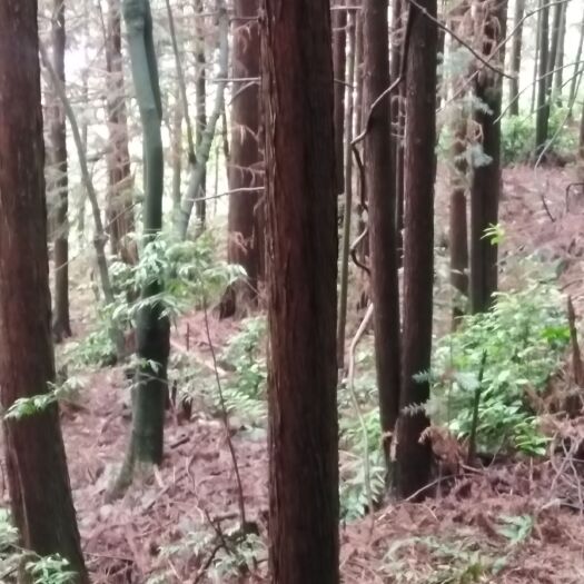 全州县菜架木 香杉，有需要的老板欢迎砸单