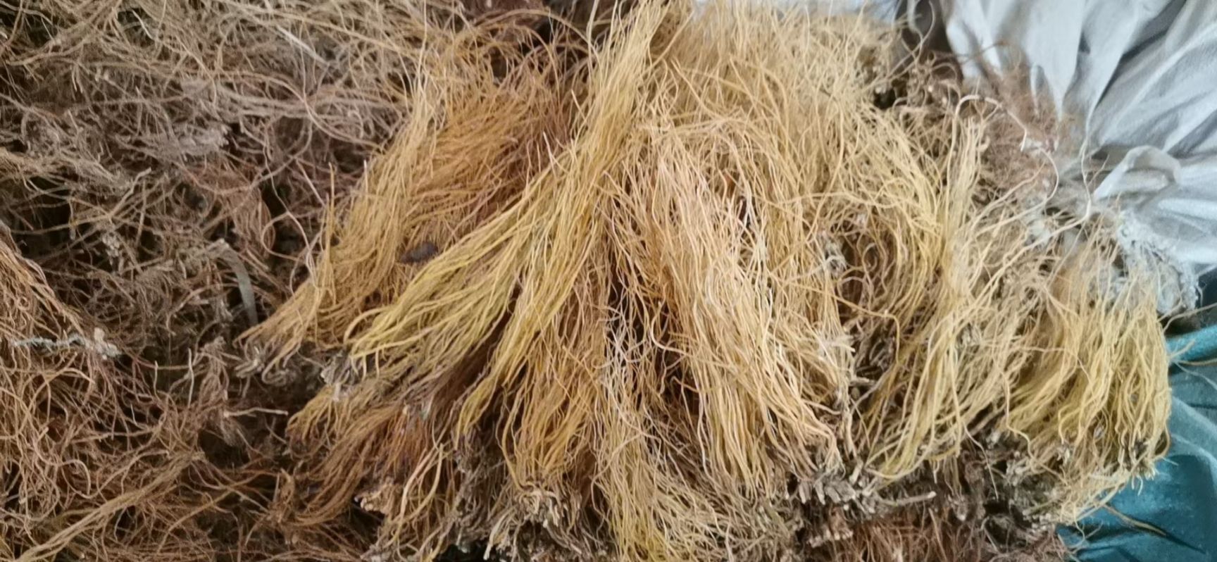 坚龙胆  龙胆  滇龙胆精选直条