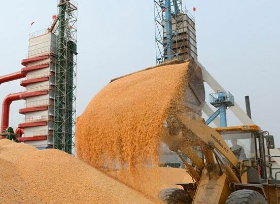 干玉米 粮库直签玉米,二等,现货,随时可以试单拉,要求量大,年单