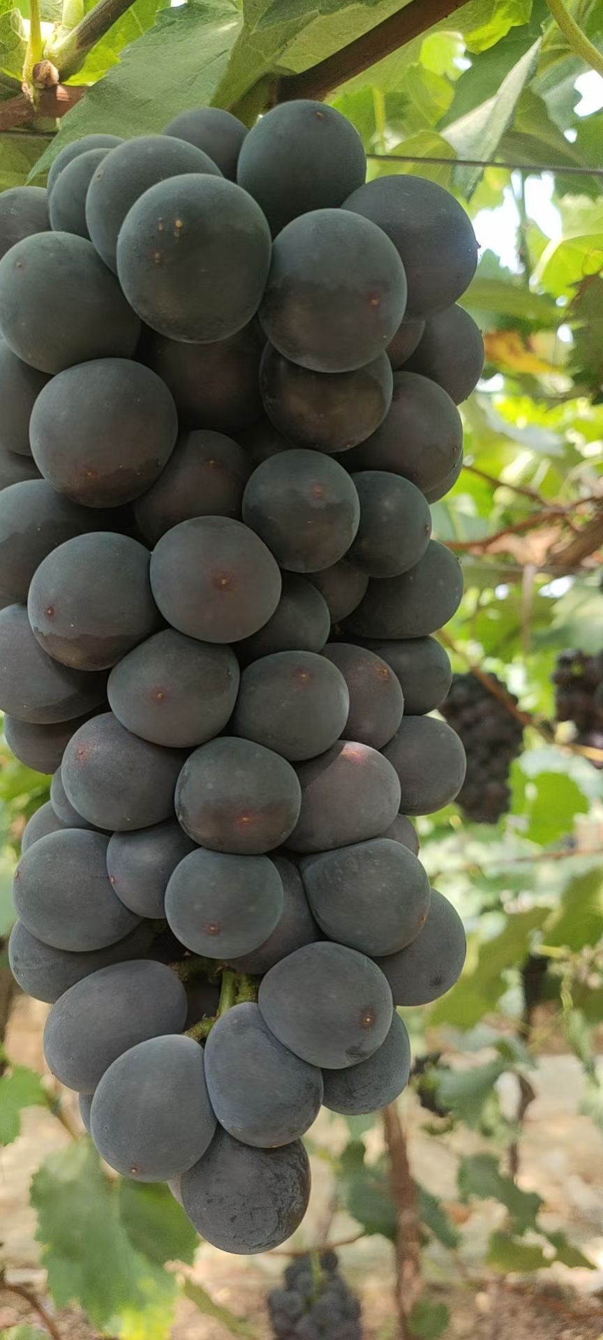 巨峰葡萄  好货继续，飓风葡萄，粒大果粉好，还饱满。价格不高，各位老板来