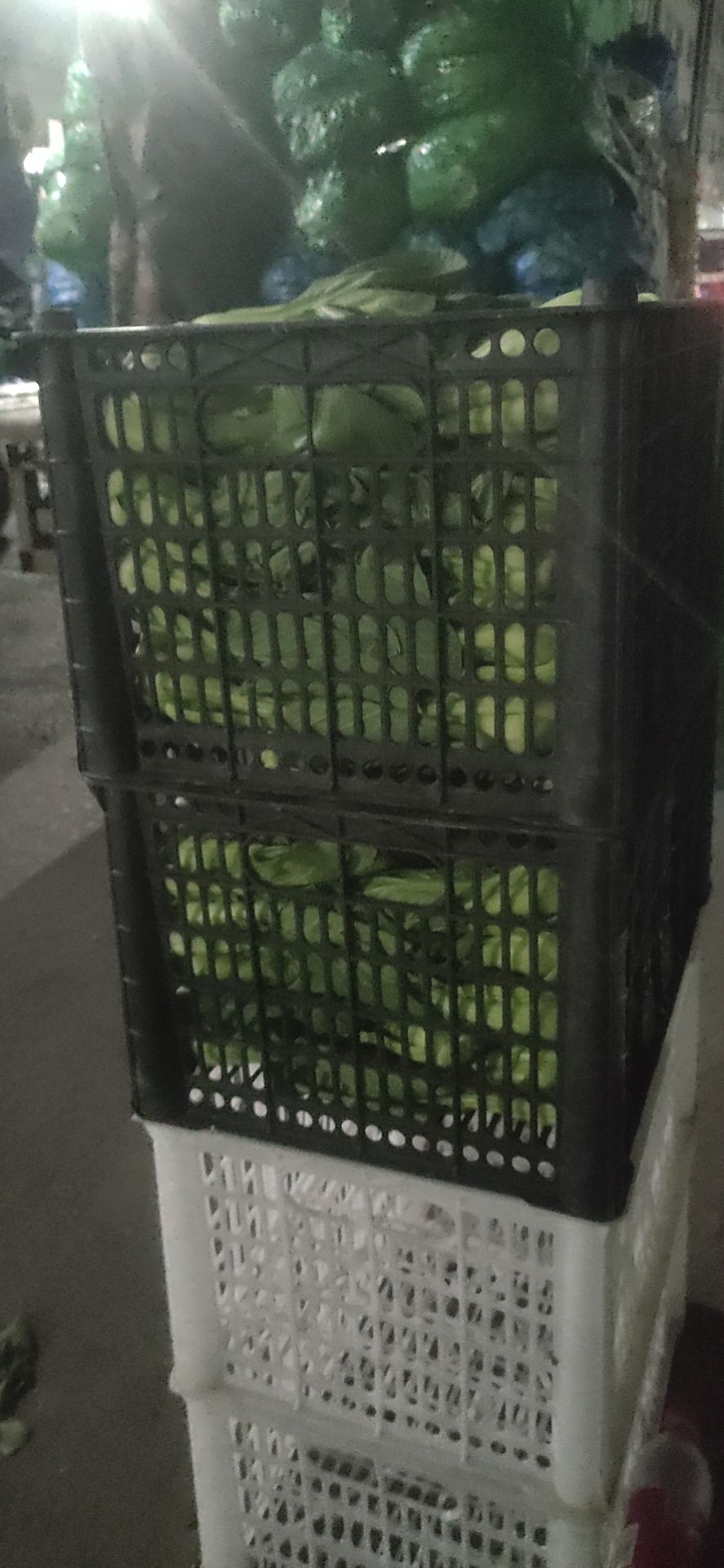 上海青 辽宁省沈阳市苏家屯区 8cm以下 