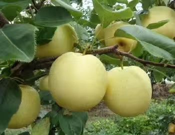 山东黄金梨 丰水梨产地批发  一手货源 大量现货