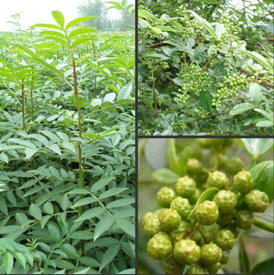 青花椒 正宗云南九叶青麻椒    合作社出产  欢迎各大商家老板洽谈