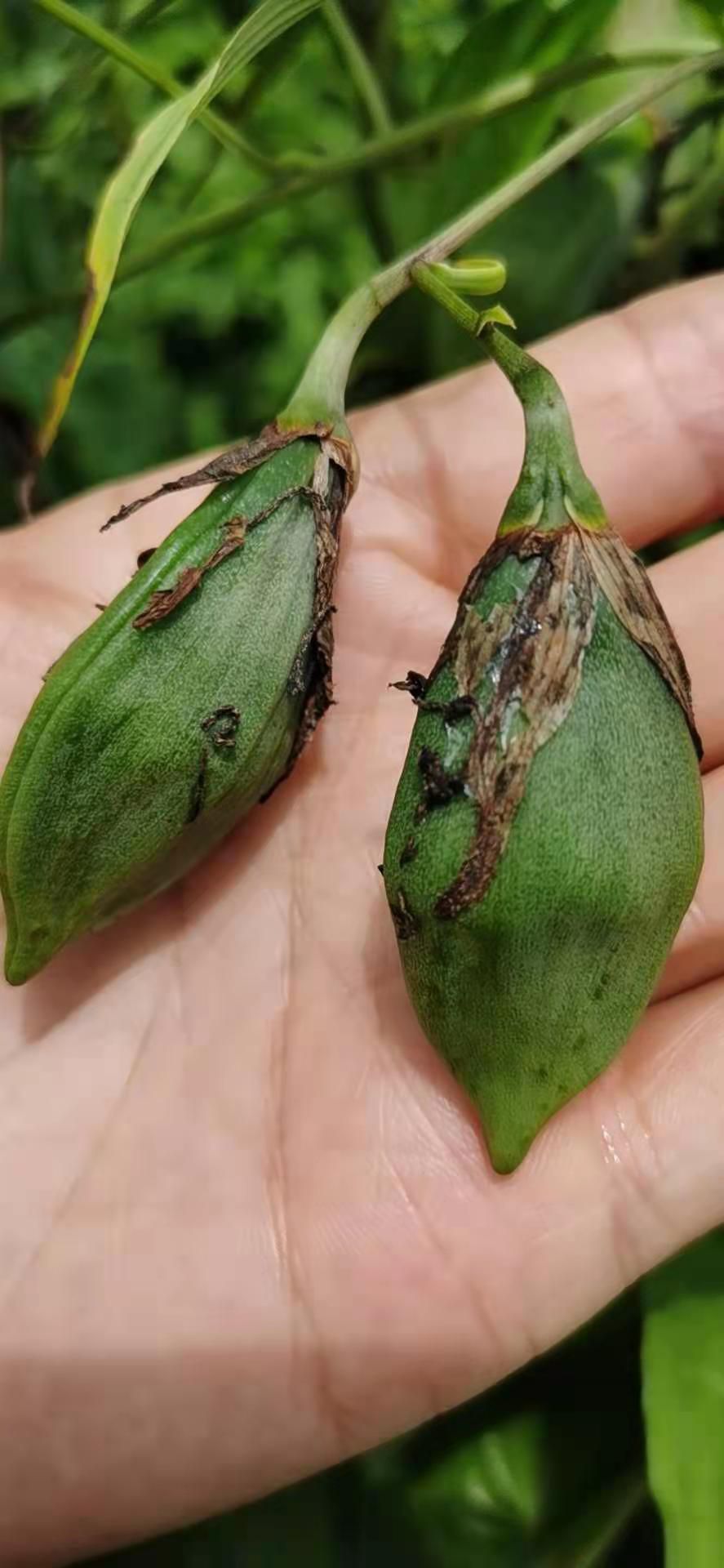 百部种子  种籽