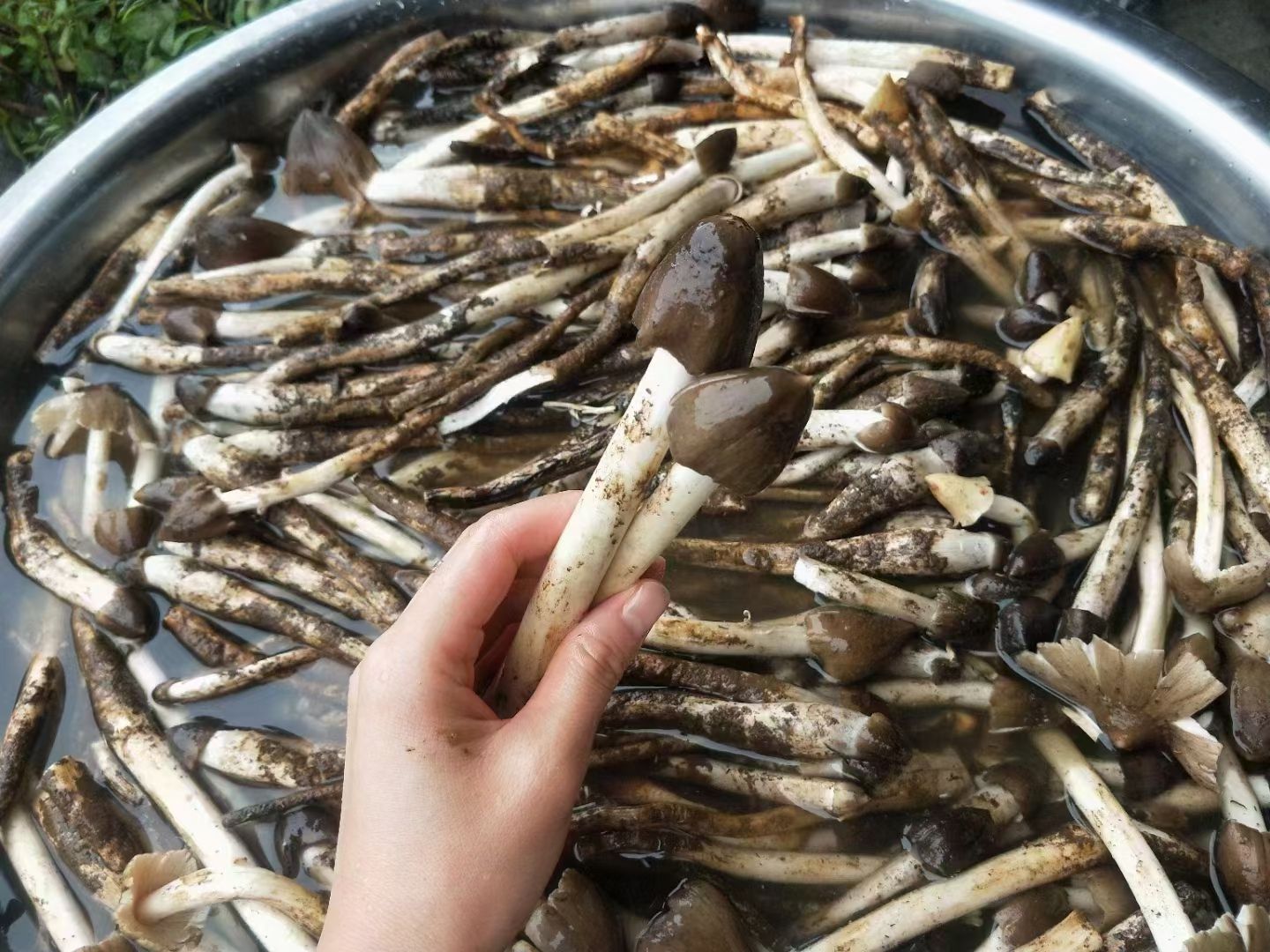 鸡枞菌 云南正宗油浸鸡枞