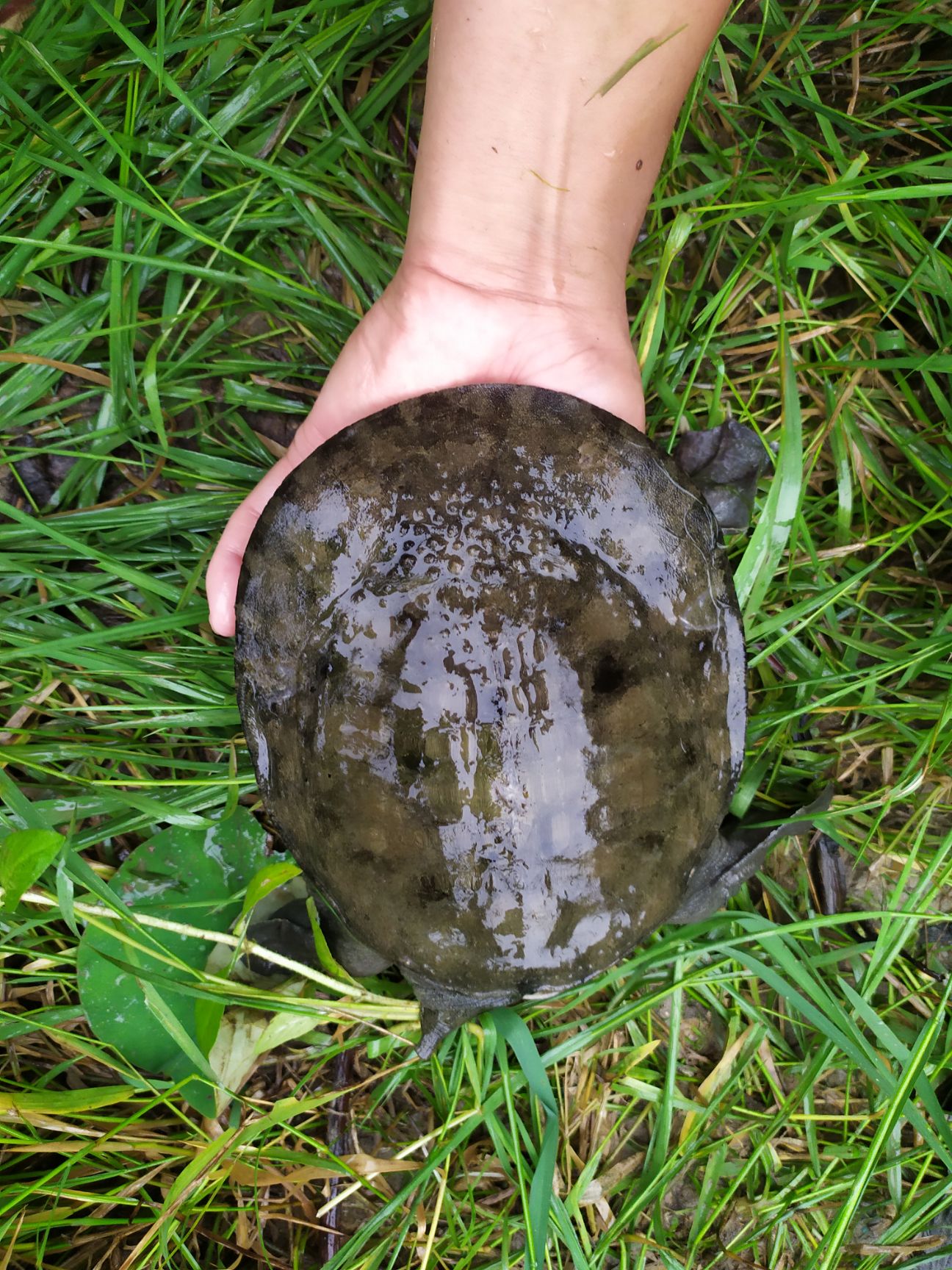 清溪花鳖  精品藕塘。天然品质甲鱼成品