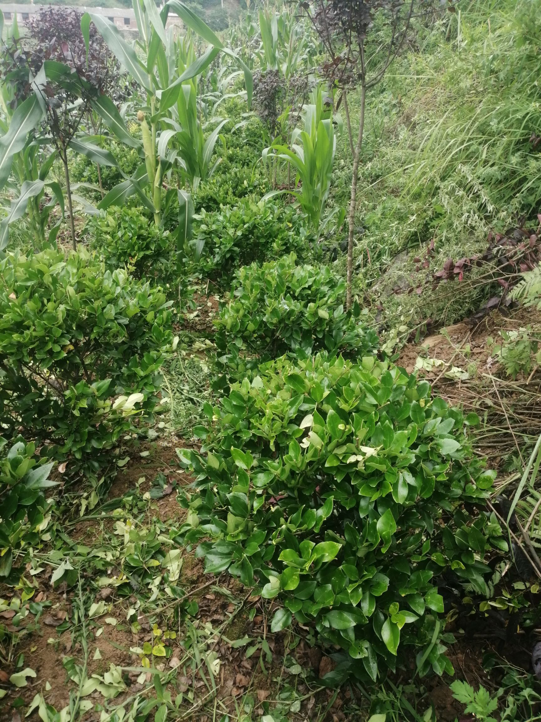 出售金森女贞球80—100cm