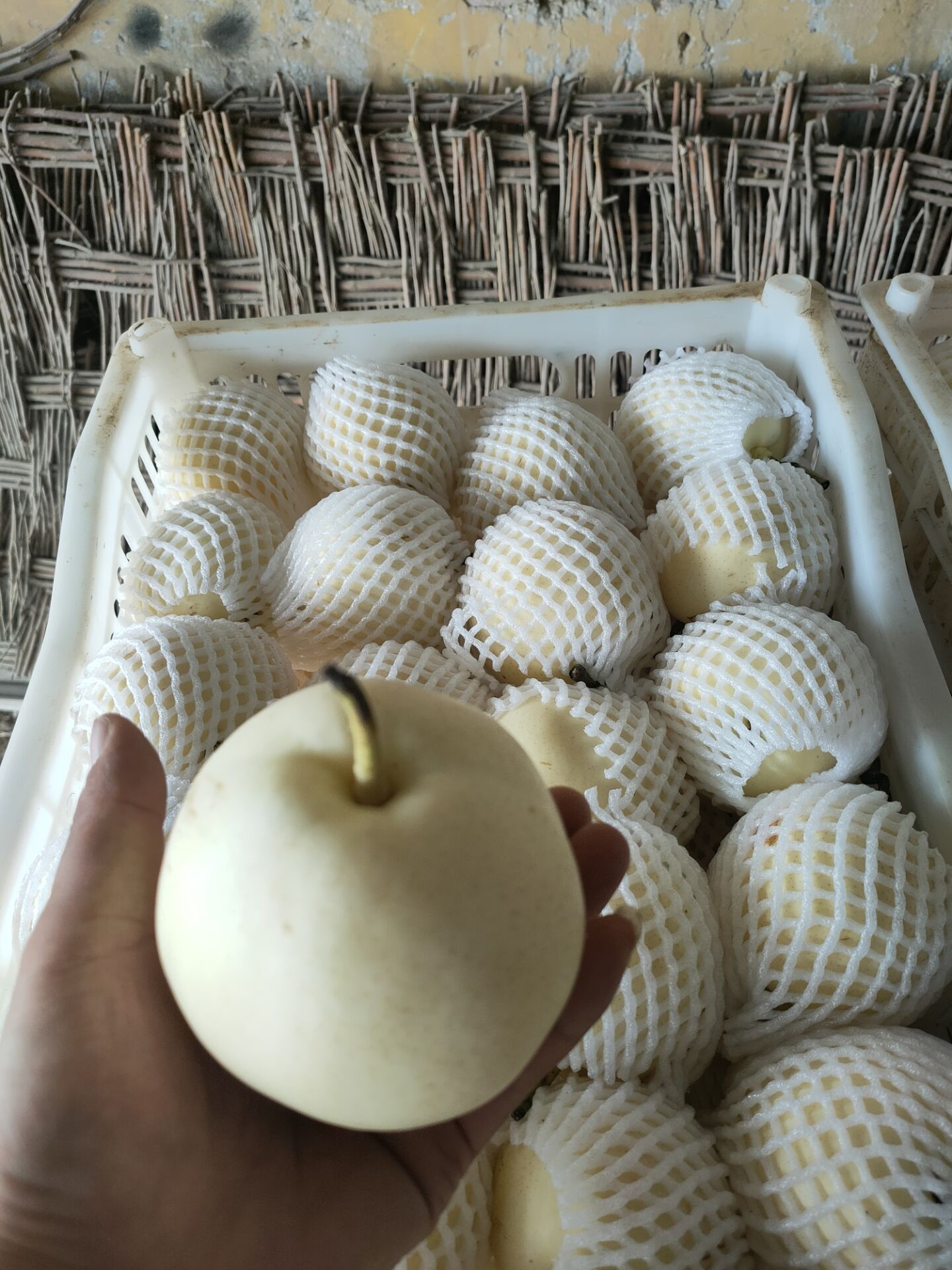 绿宝石梨  梨…绿宝石，套带梨，个大皮薄，脆甜多汁。大量现货供应
