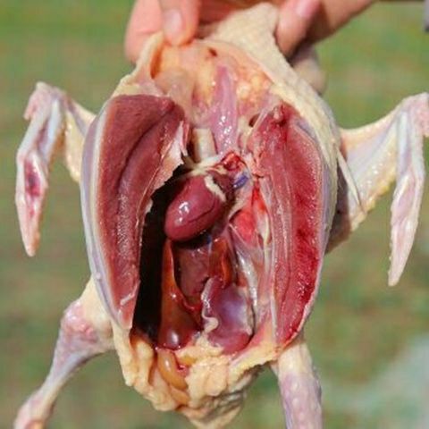  肉鸽，美味王土鸽