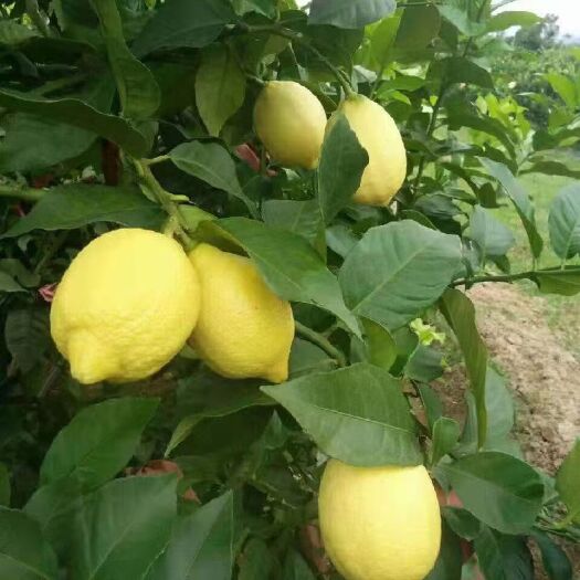 芒市尤力克柠檬 农户值供尤力克黄柠檬