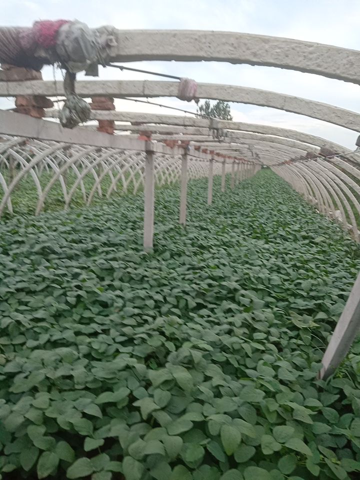 毛豆荚 大角毛豆