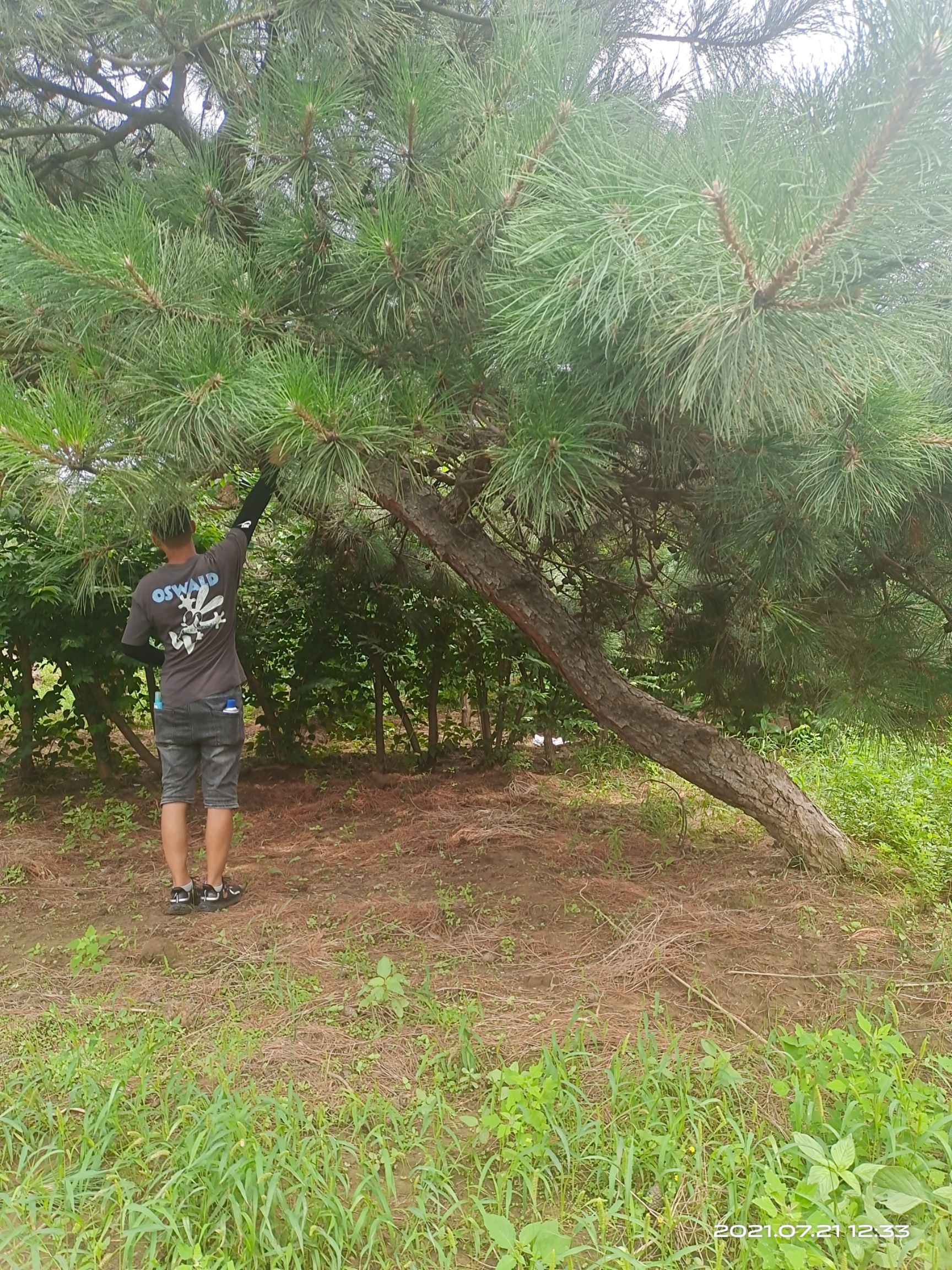 高山松 松毛坯已在苗圃假植5年