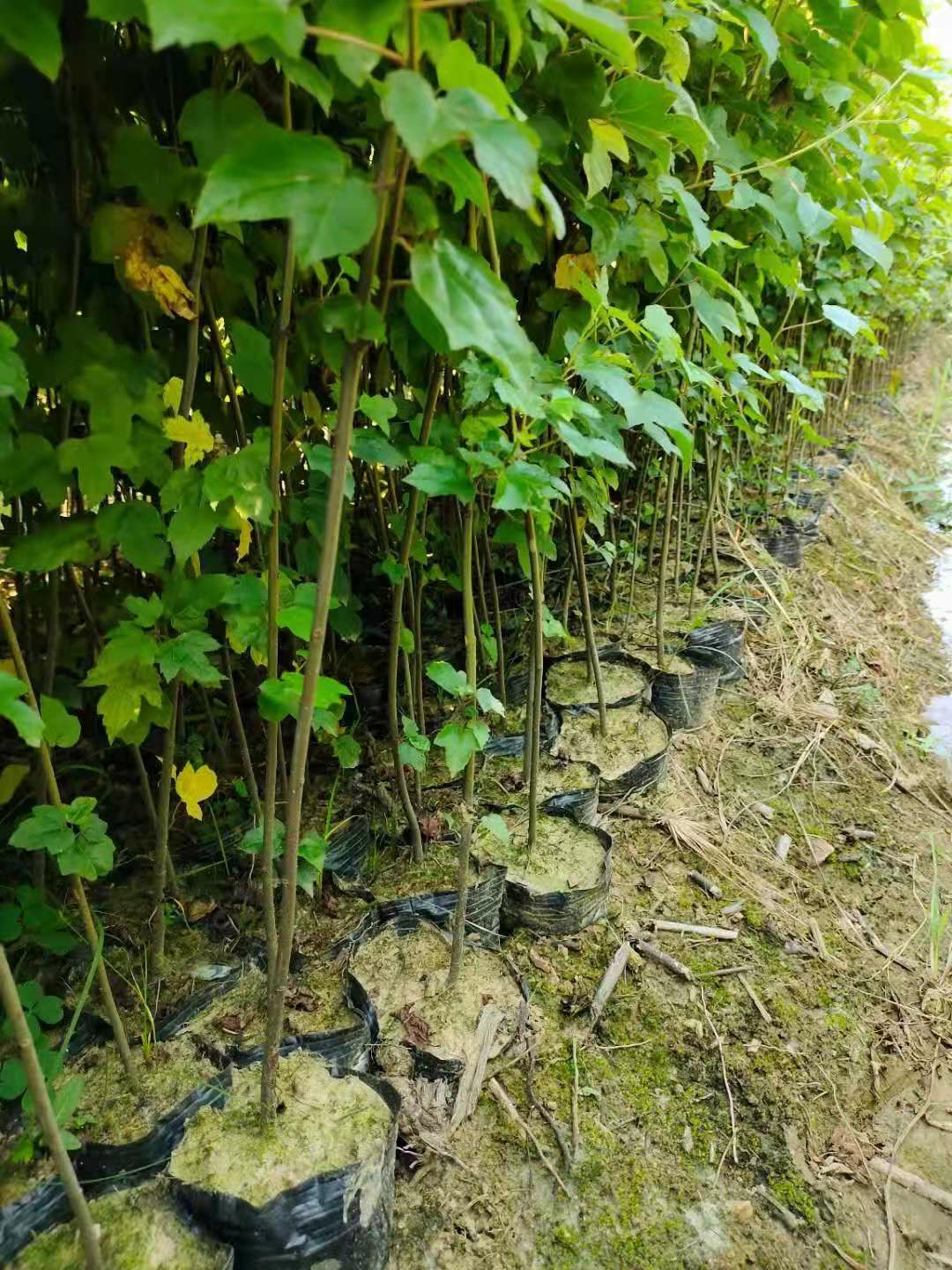 枫香苗  枫香小苗1一2公分