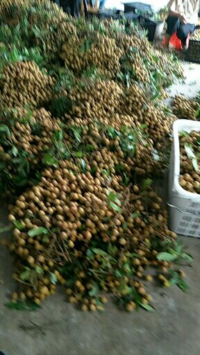 全国龙眼产业基地，广东茂名市石夹龙眼，储良龙眼大量上市中，