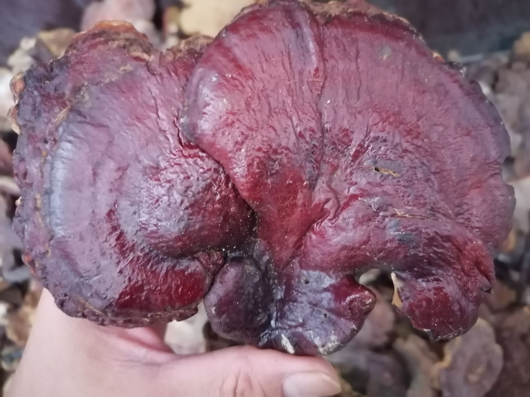 赤灵芝  山上自采的灵芝