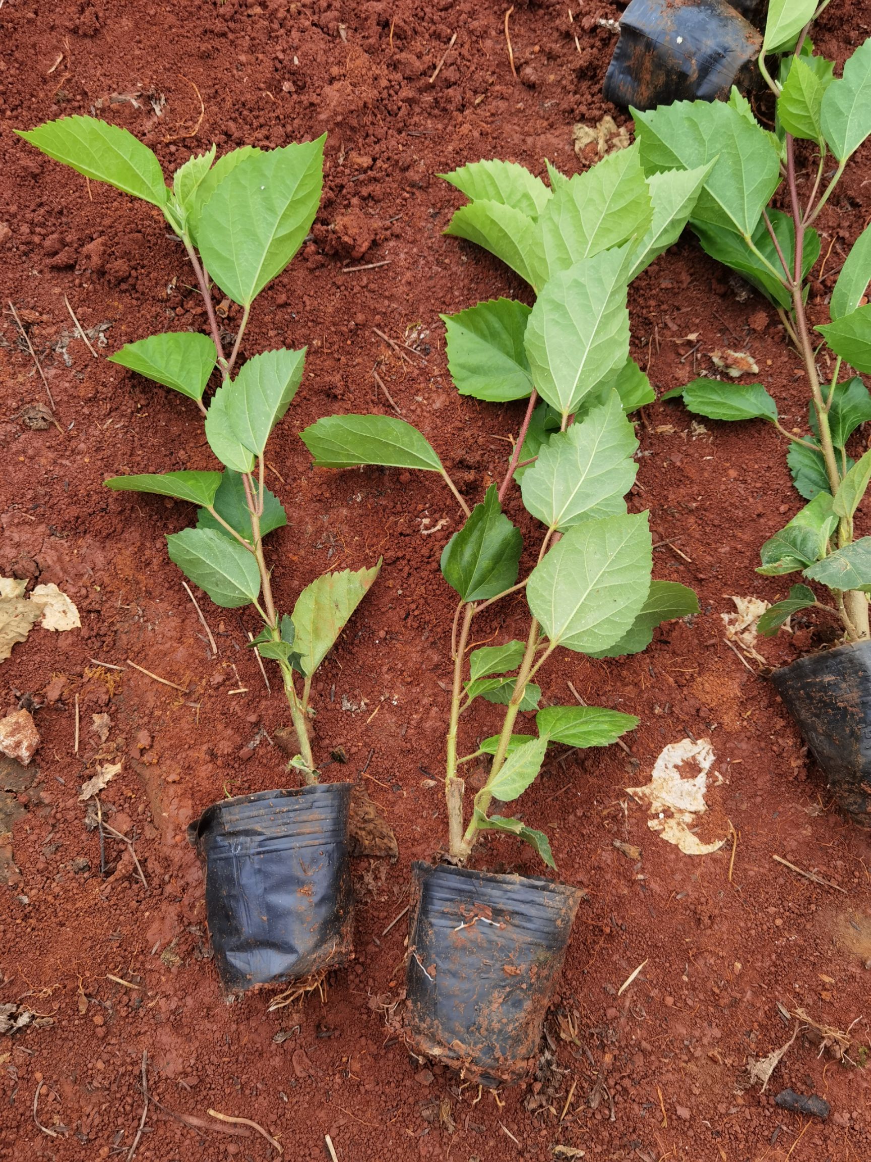 朱槿  扶桑小苗 扶桑花，