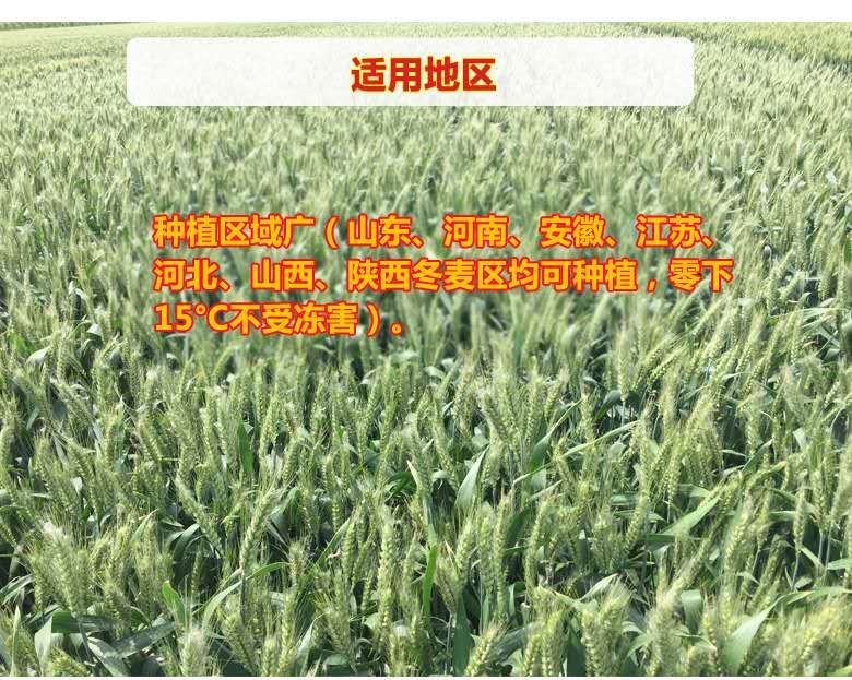 小麦种子高抗病高抗倒伏风和二号
