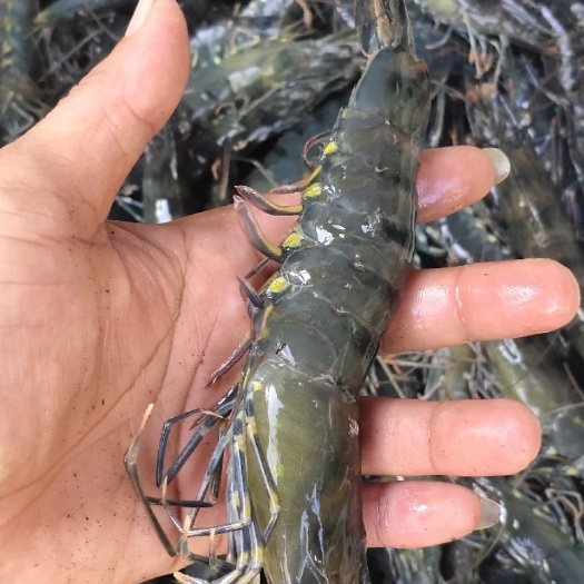 琼海市 鲜口九节虾