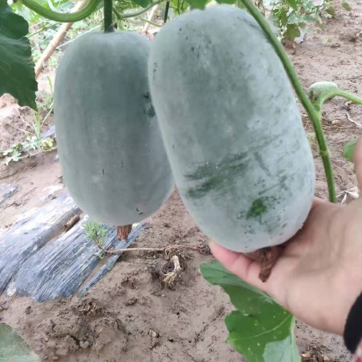 河南冬瓜  ，水果吊冬瓜，保质保量，视频看货，线上保障交易。
