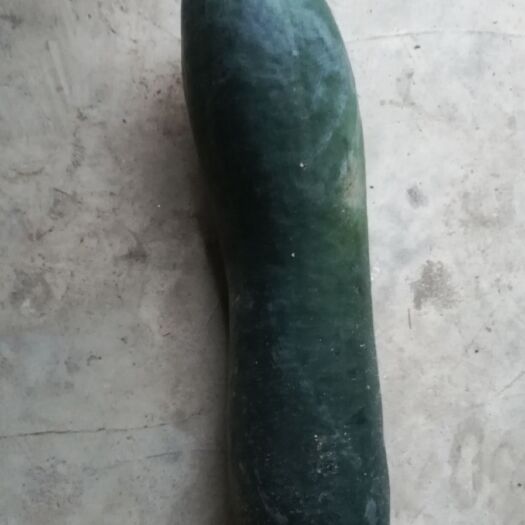 黄梅县黑皮冬瓜  质量好的黑皮地冬瓜