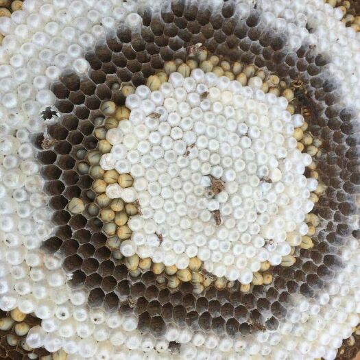 安宁市马蜂蛹  马蜂蜂蛹