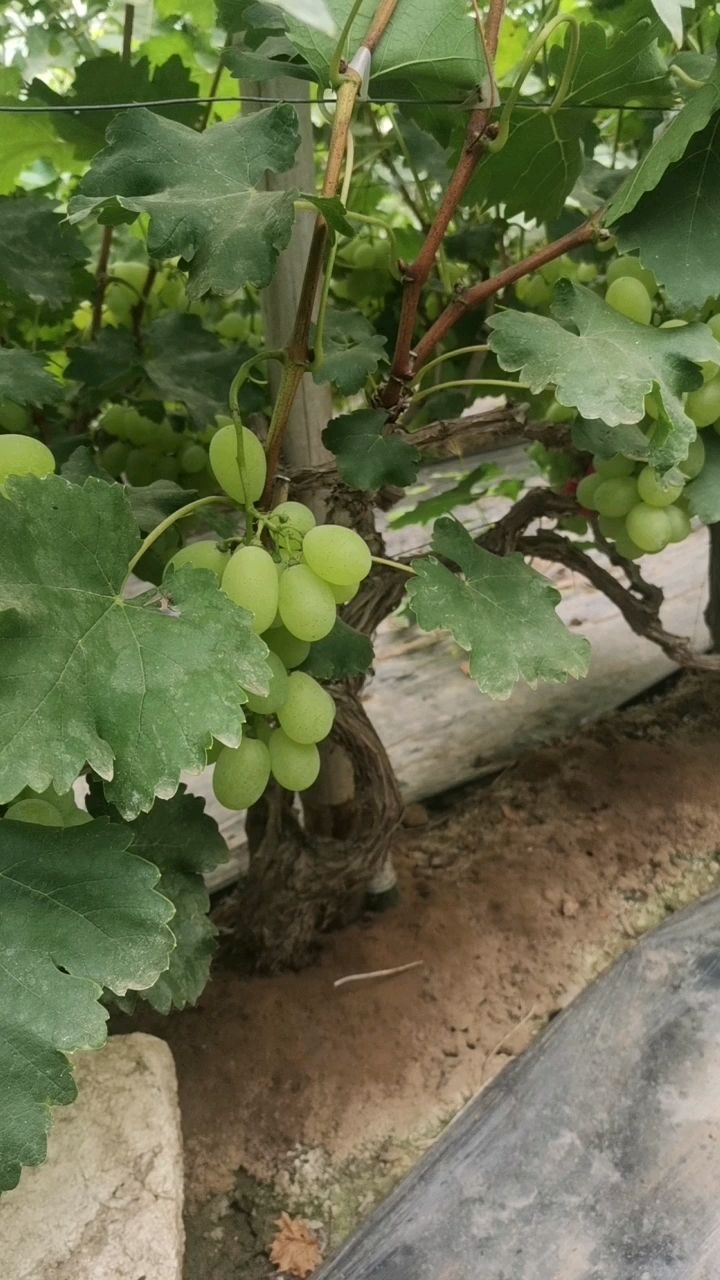 维多利亚葡萄 维多利亚