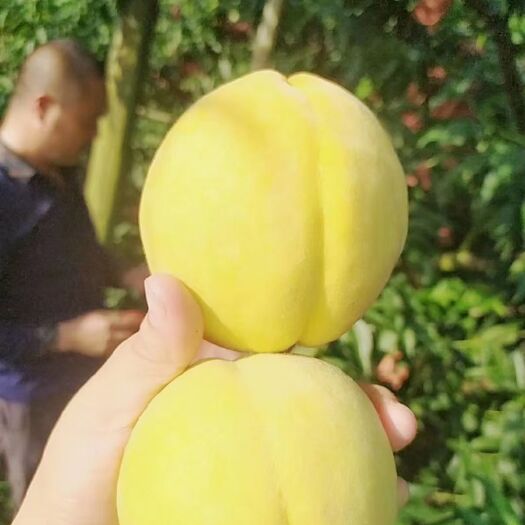 中方县锦绣黄桃 时光不语，不负时光，黄桃已成熟，陶醉天下客，一品皆心仪