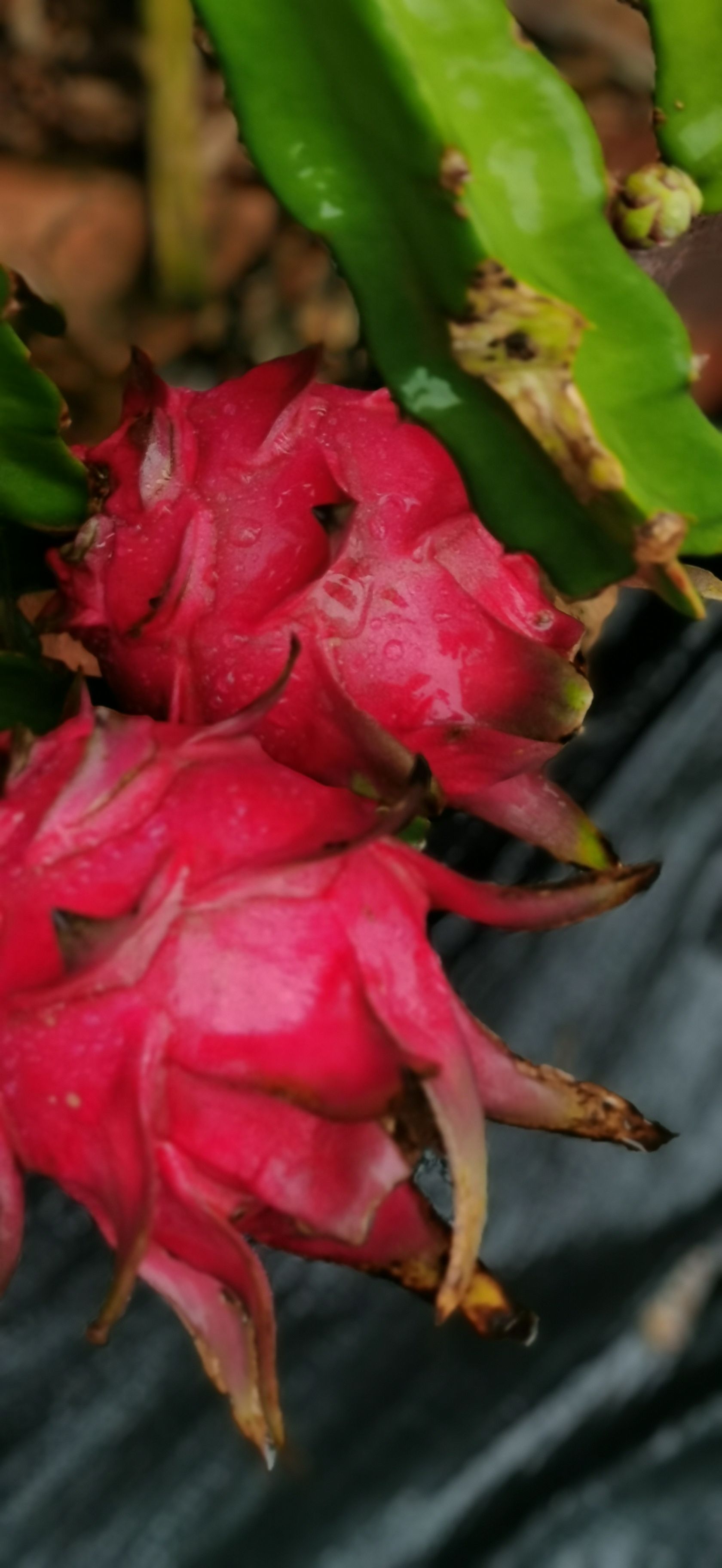 金都一号火龙果  金都一供应中，451比例。统果一块五。质量很好。看上的微我。