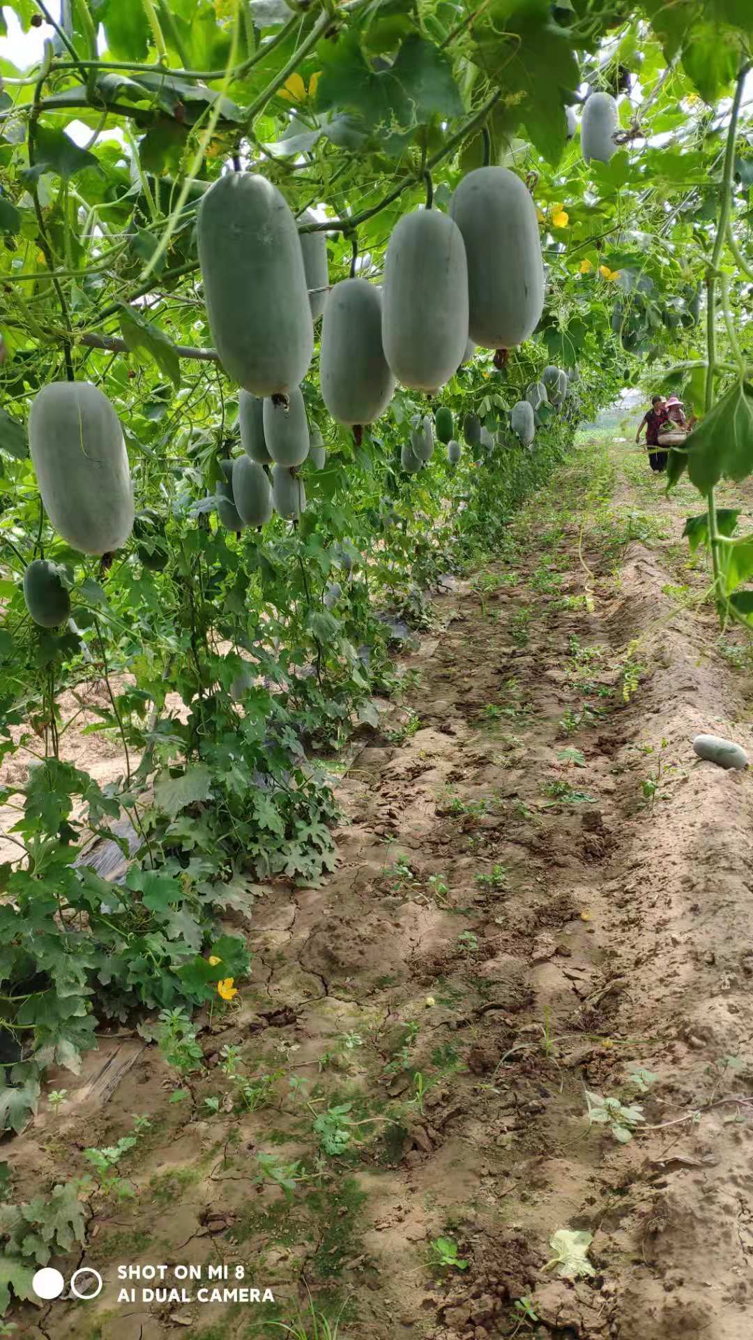 河南冬瓜  ，水果吊冬瓜，保质保量，视频看货，线上保障交易。