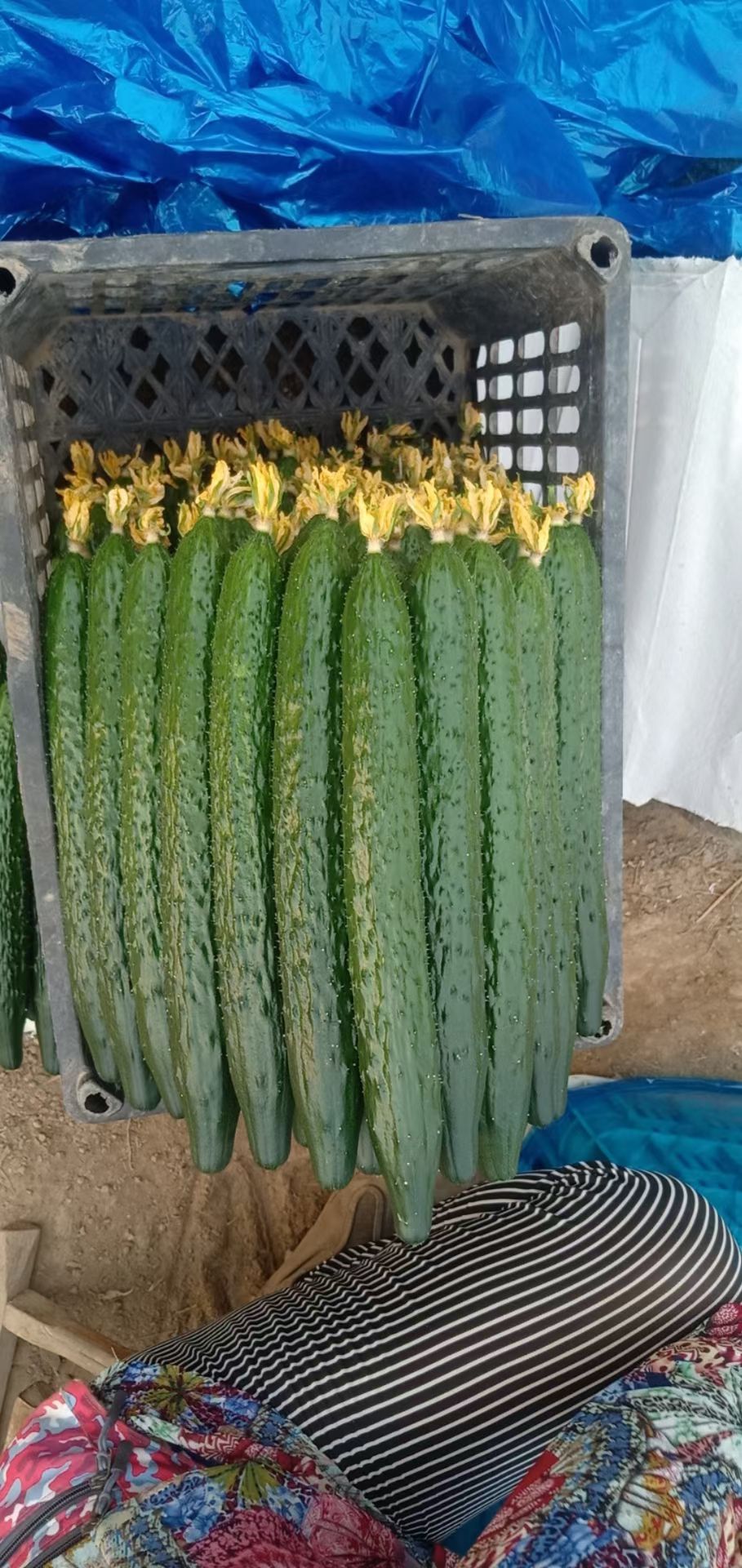 刺黄瓜 密刺油量黄瓜