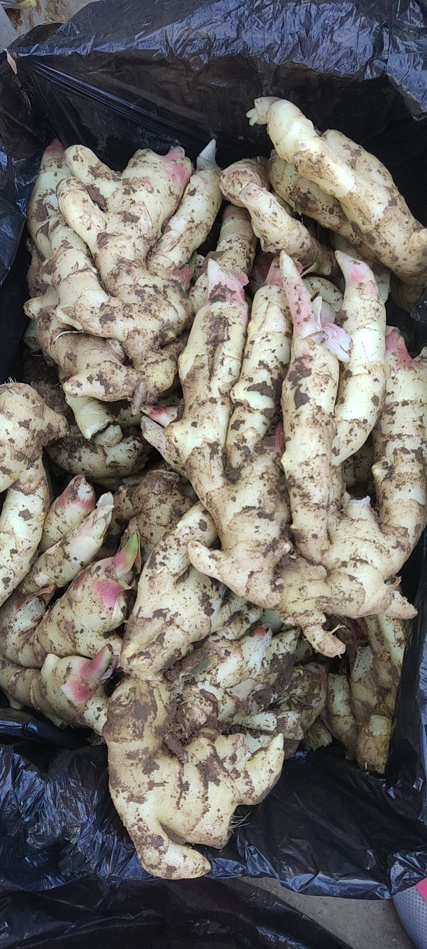 生姜 优质大黄姜产地批发  辣味浓厚块头大 全国物流发货