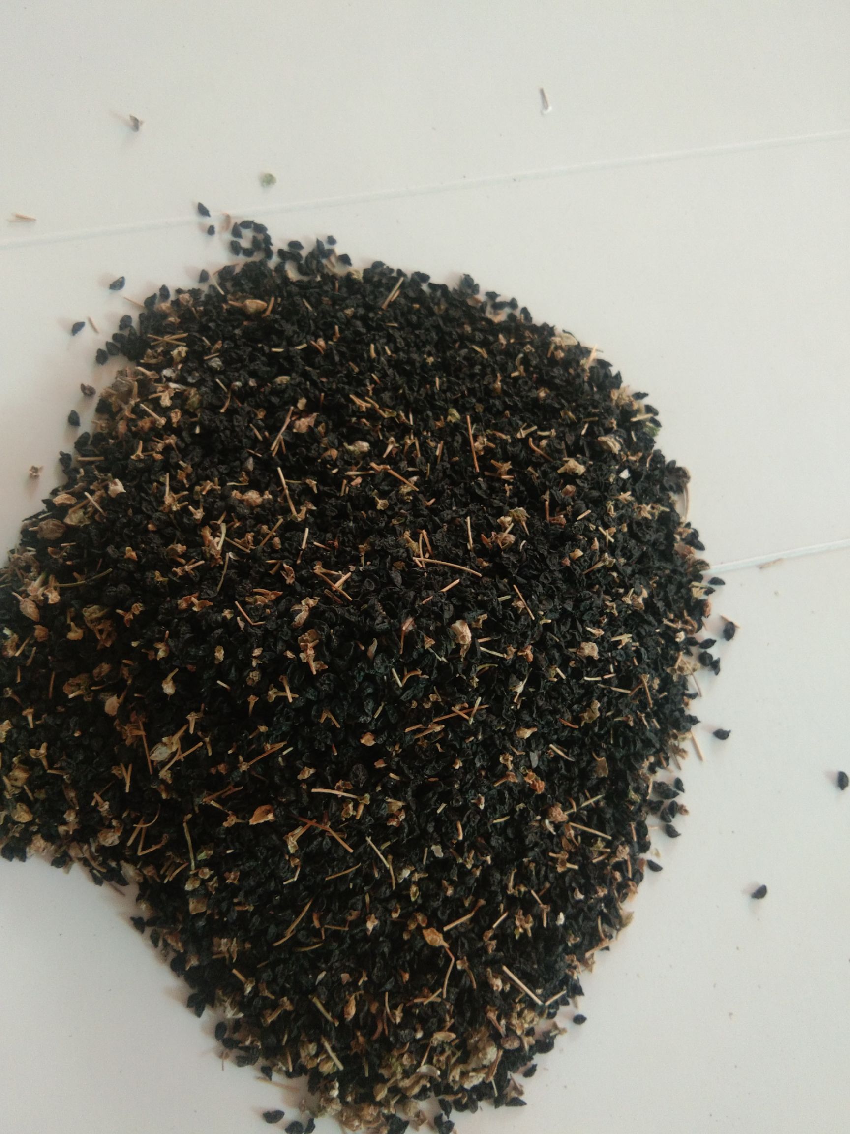 大蒜种子  白根蒜苗种子(葱蒜)