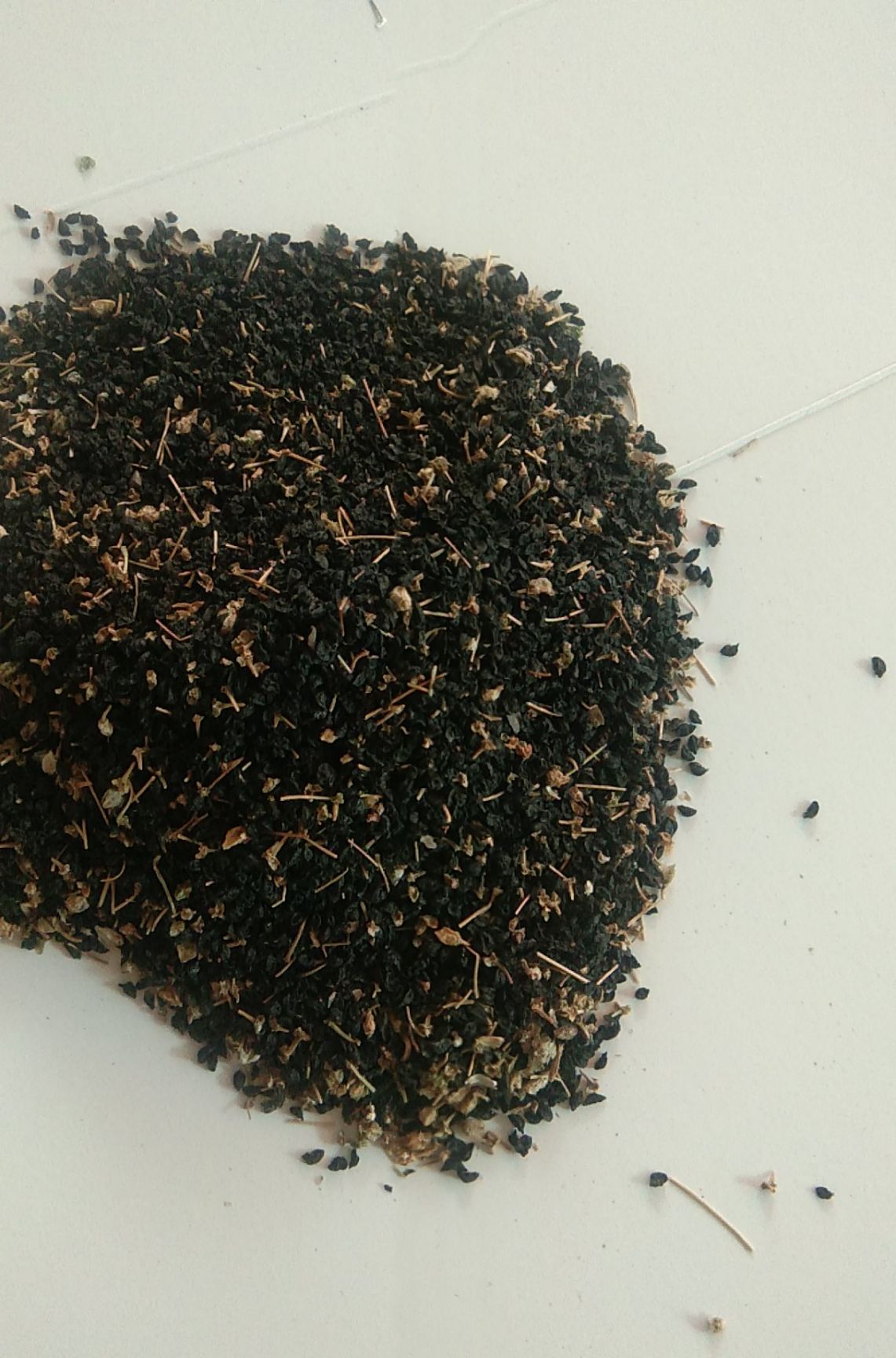 大蒜种子  白根蒜苗种子(葱蒜)