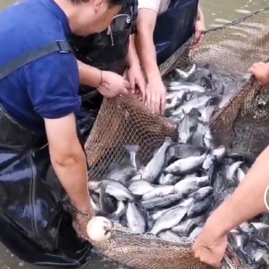 通江县黑斑红鲈 塘口直供