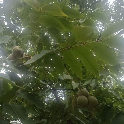 漾濞县青皮核桃