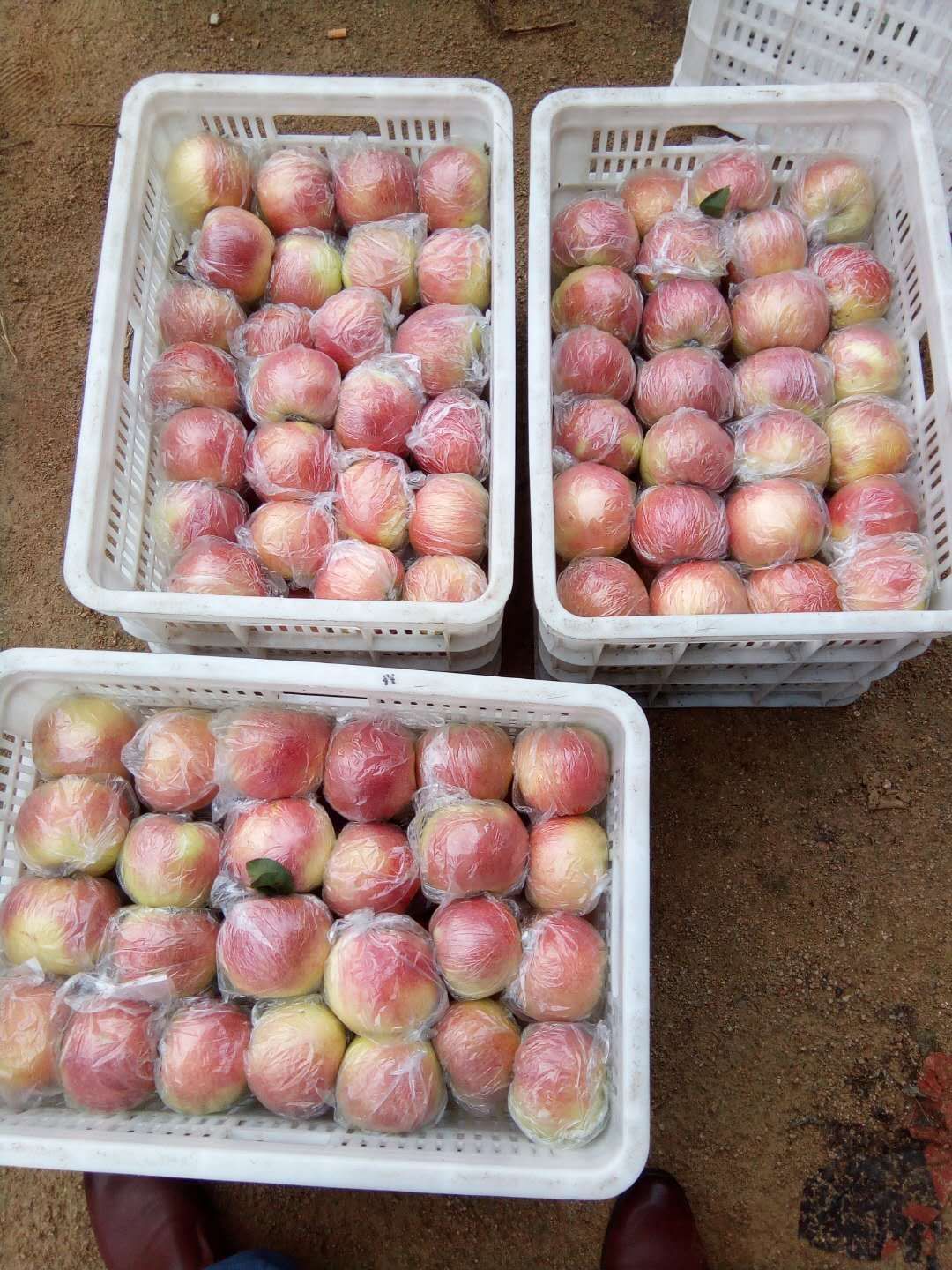 美八苹果 山东美八苹果大量批发  当天采摘口感脆甜