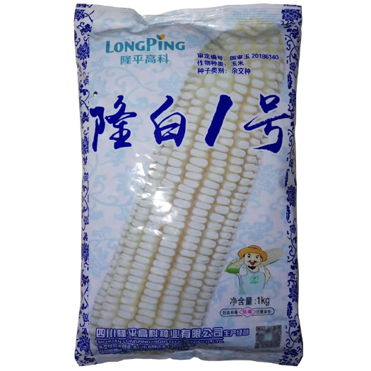 南宁隆白1号 白玉米杂交种抗病抗倒伏易存活饲料玉米种