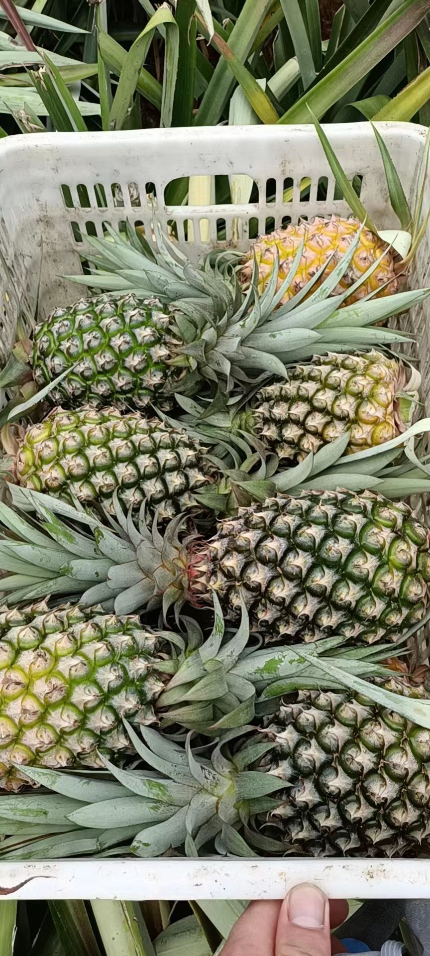 海南金钻凤梨菠萝 果大多汁 清甜脆口 手撕凤梨 纯甜口感