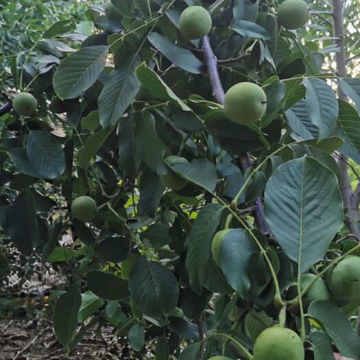 虞城县 青皮核桃