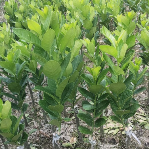 钦州香水柠檬苗 四季香水柠檬 广东香水柠檬