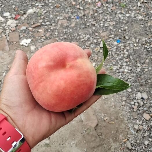 天津胭脂脆桃 水蜜桃