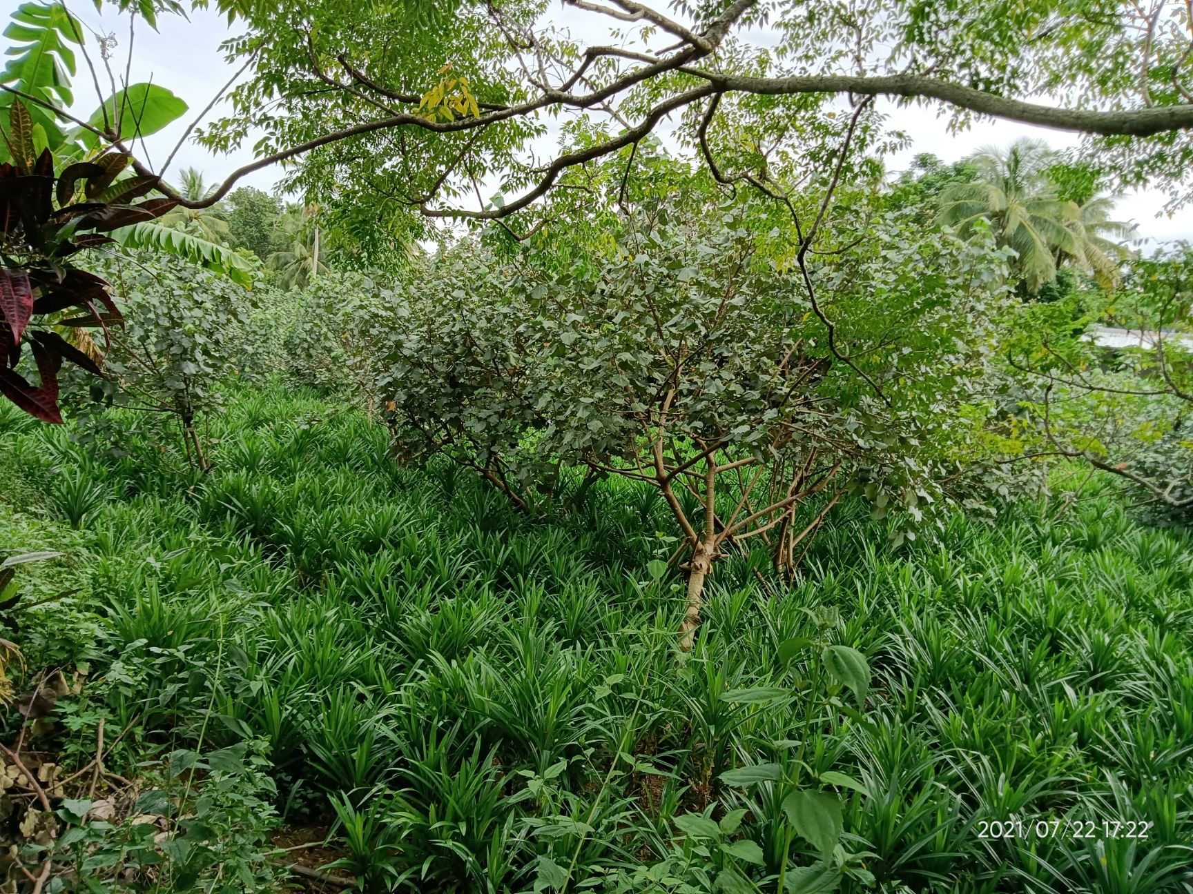香兰 海南斑斓苗