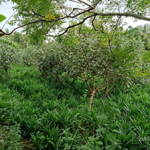 万宁市香兰 海南斑斓苗