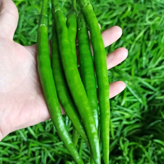 通许县线椒  河南开封通许鲜辣椒大量上市@产地批发价格代办联系方式