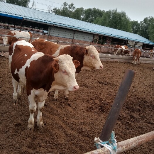 忻州 肉牛养殖基地出售牛苗