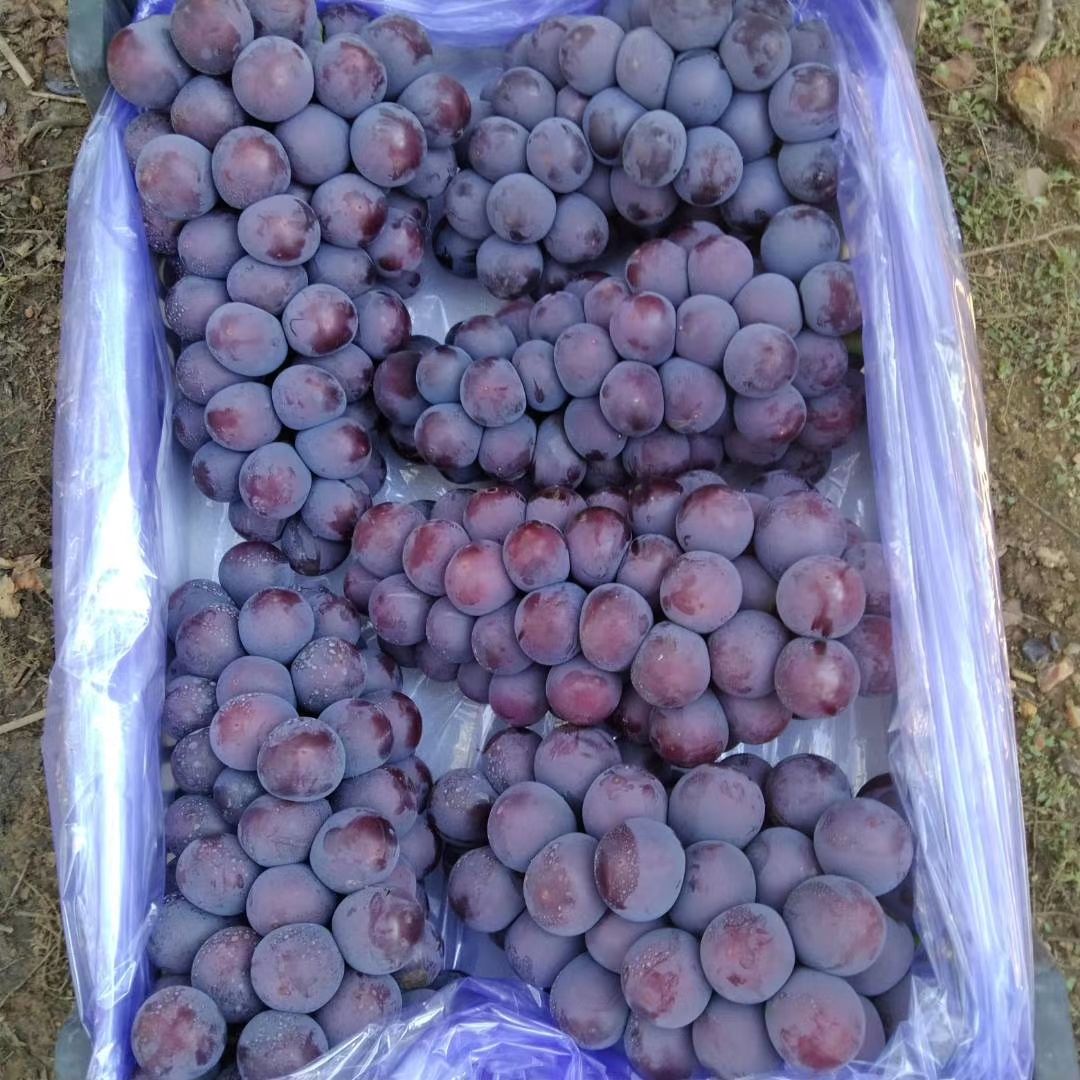巨峰葡萄 北镇巨丰葡萄大粒大串，质量好，货源充足